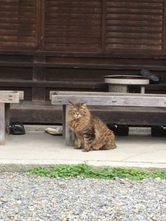 ねこ